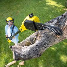 Best Stump Grinding and Removal  in Reno, TX